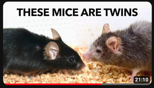 Ces souris sont jumelles